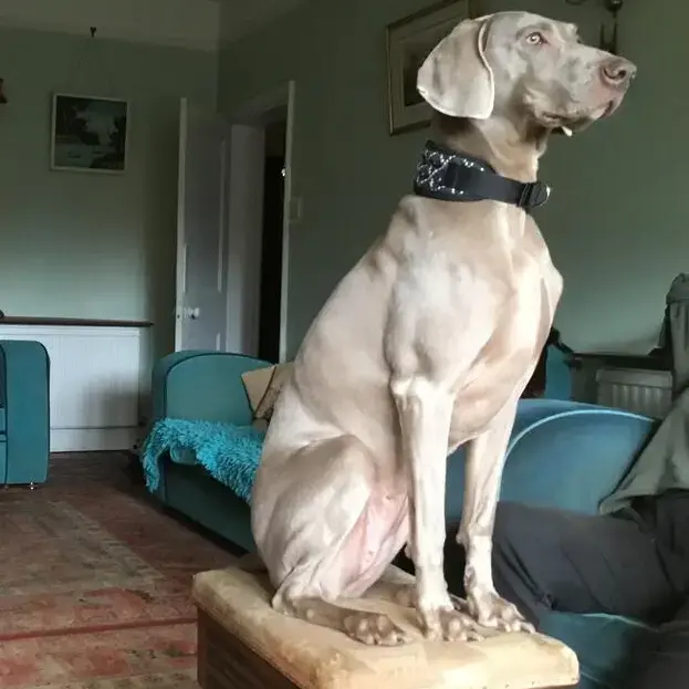 Weimaraner