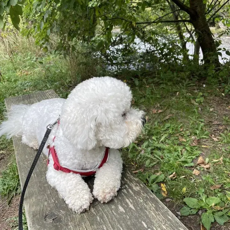 Bichon Frise
