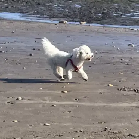 Bichon Frise