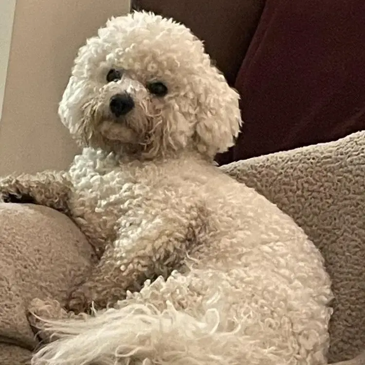 Bichon Frise