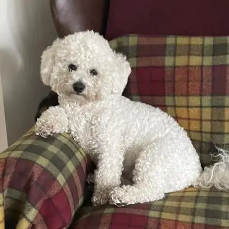 Bichon Frise