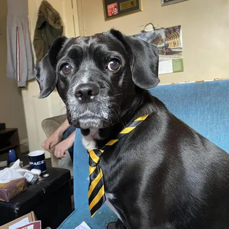 Staffordshire Bull Terrier