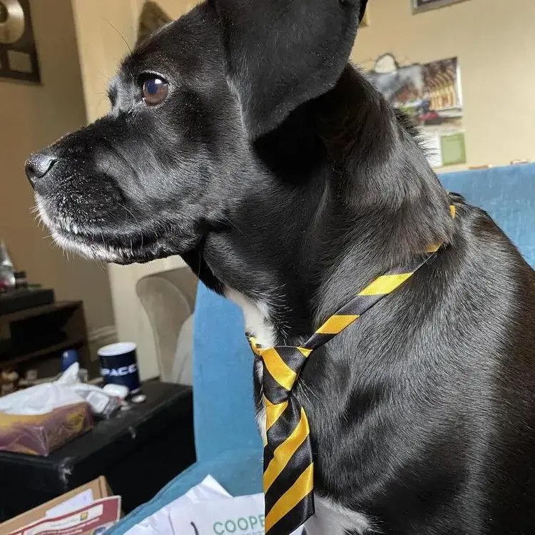 Staffordshire Bull Terrier