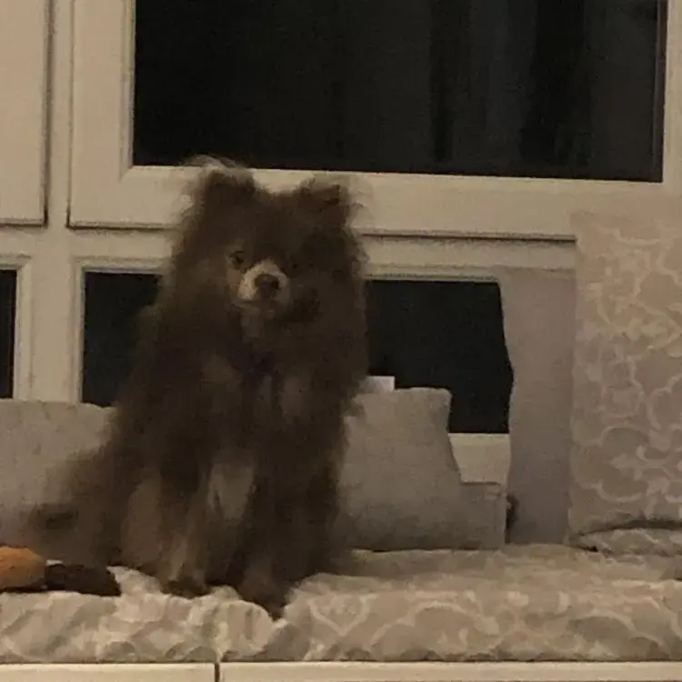 Pomeranian