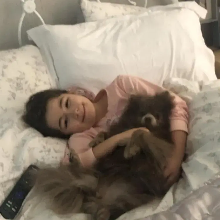Pomeranian