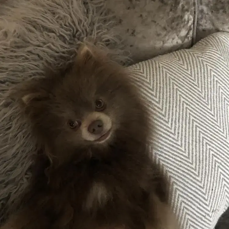 Pomeranian