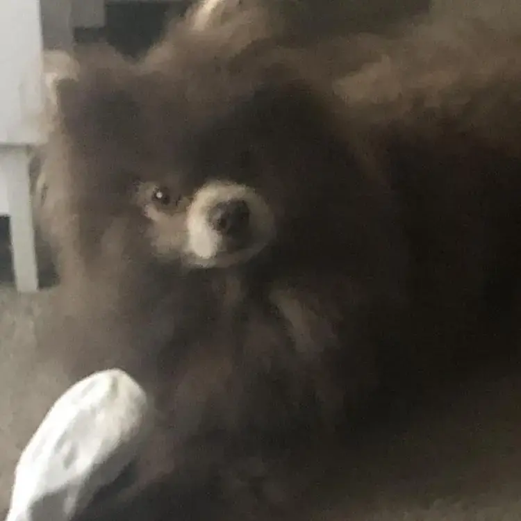 Pomeranian