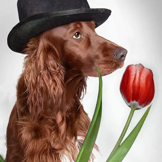 Irish Setter