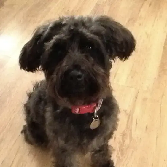 Schnauzer (Miniature)