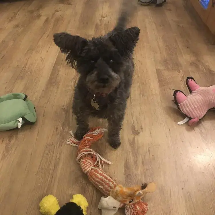 Schnauzer (Miniature)