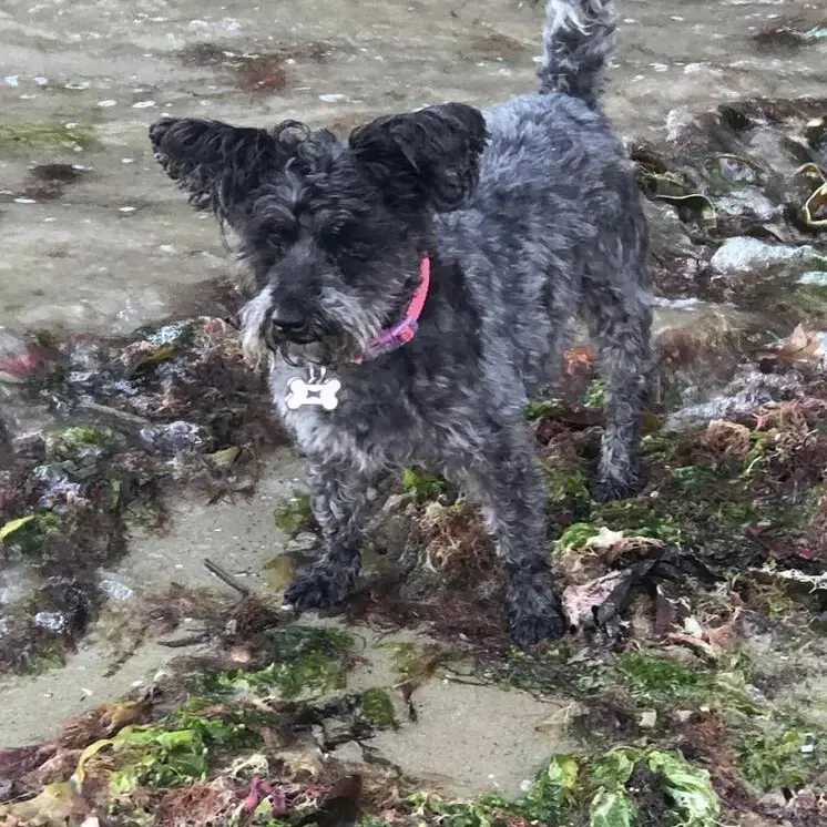 Schnauzer (Miniature)