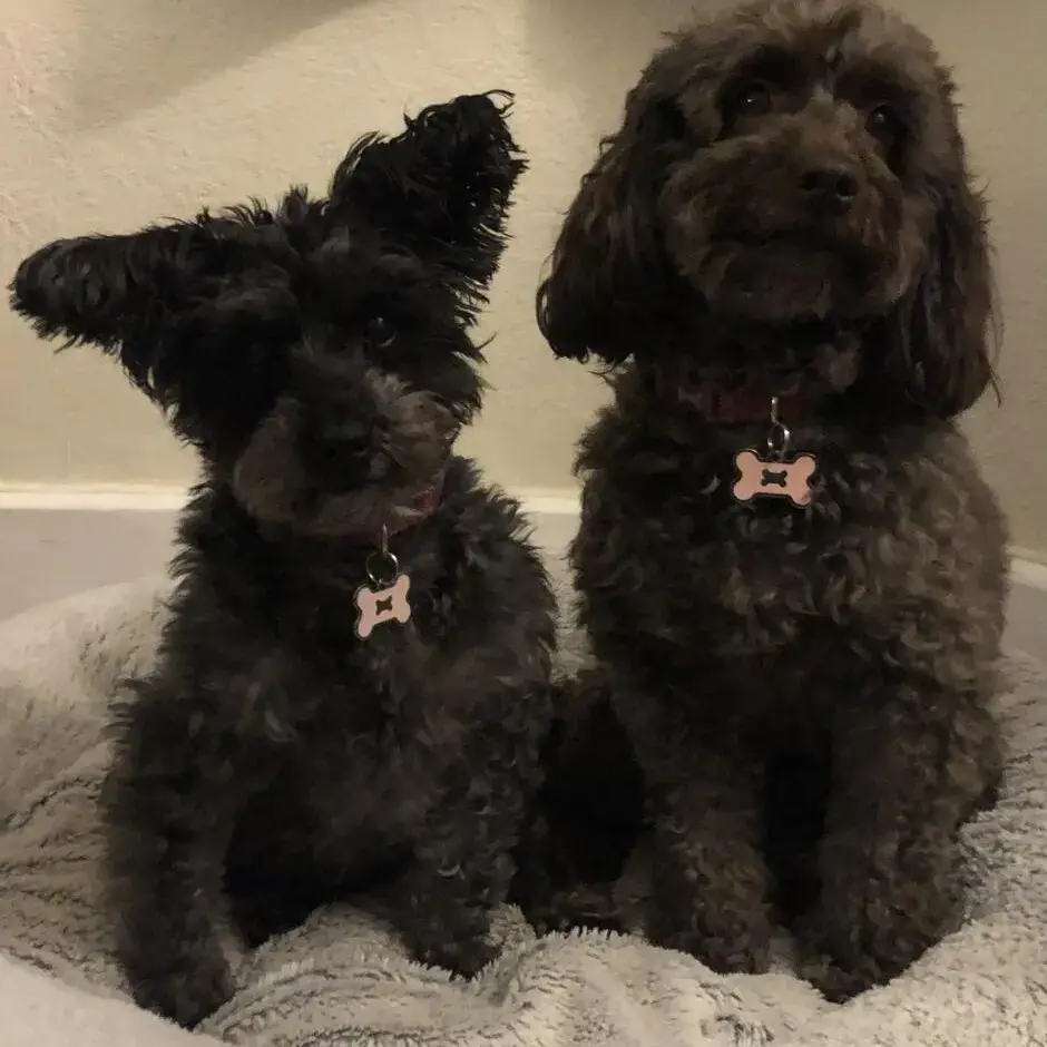 Schnauzer (Miniature)