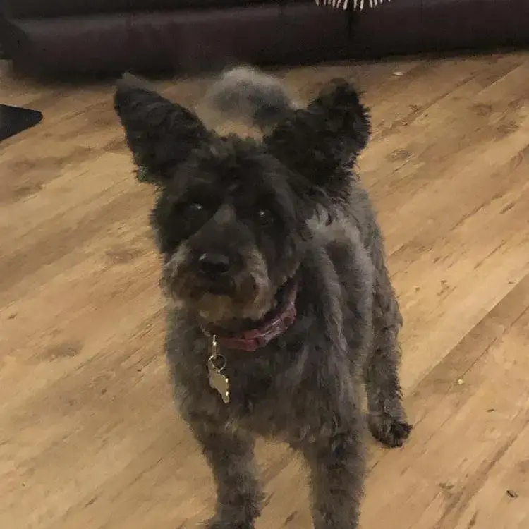 Schnauzer (Miniature)