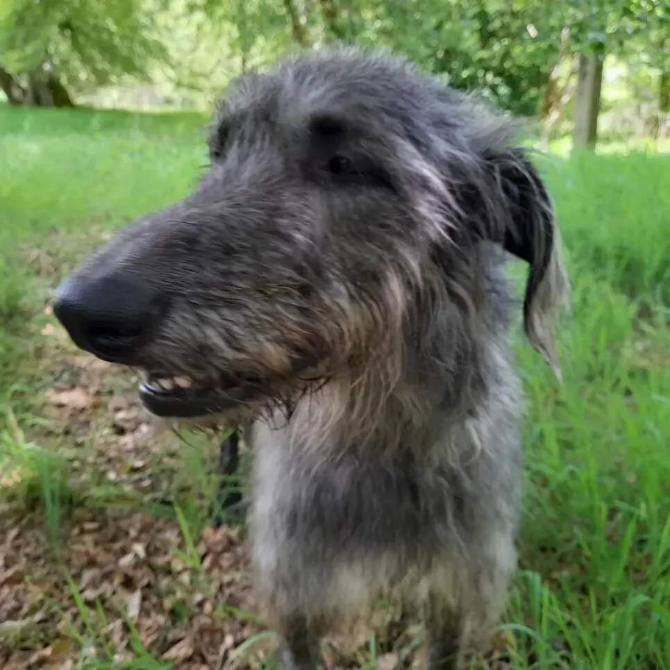 Deerhound