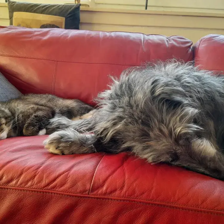 Deerhound