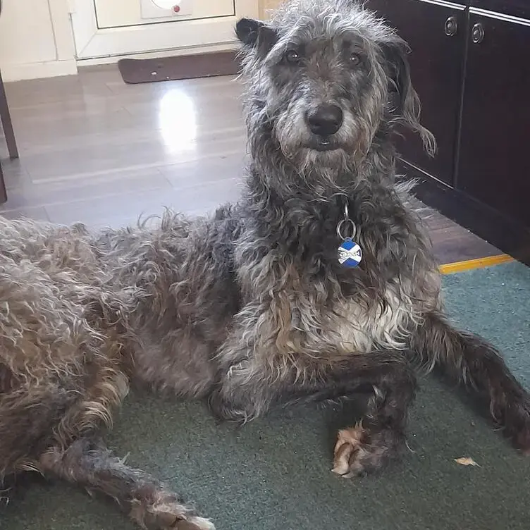 Deerhound