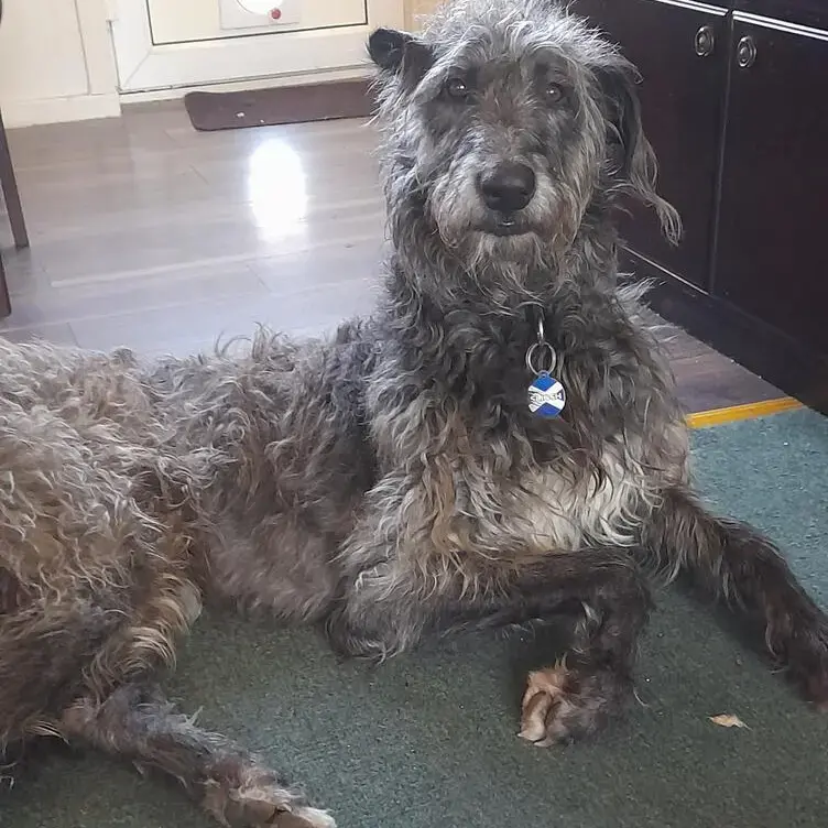 Deerhound