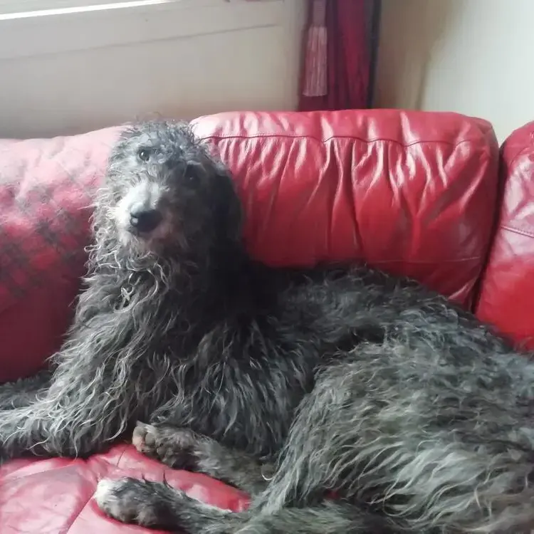 Deerhound