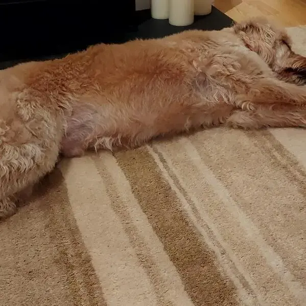 Poodle (Toy)