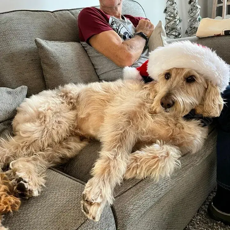 Poodle (Toy)