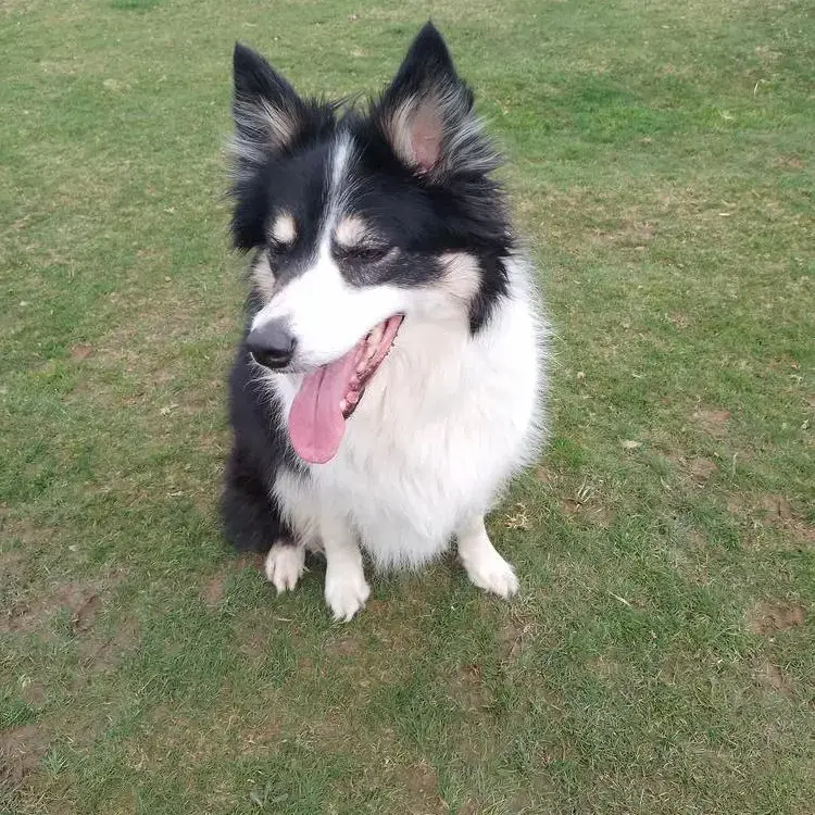 Border Collie