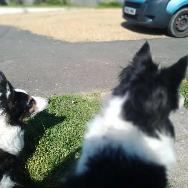 Border Collie