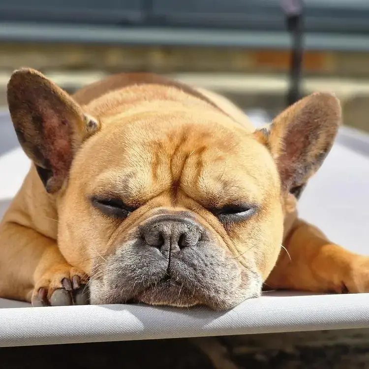 French Bulldog