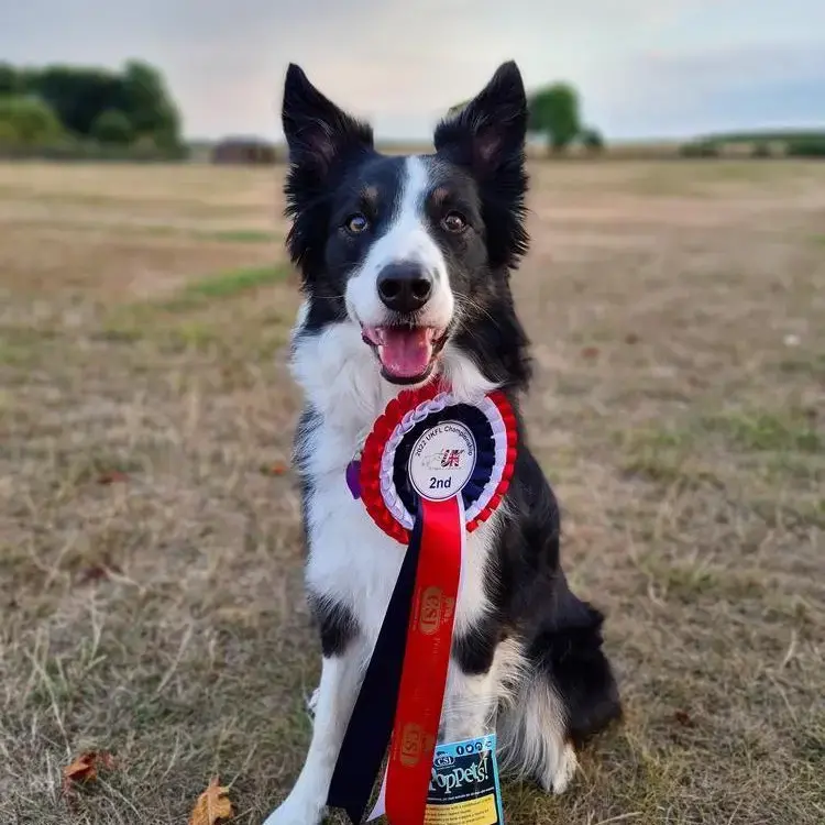 Border Collie