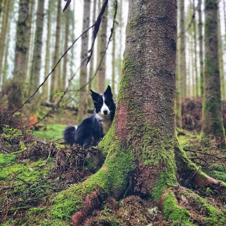 Border Collie