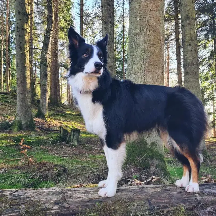 Border Collie