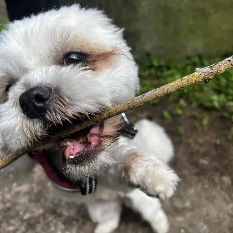 Shorkie