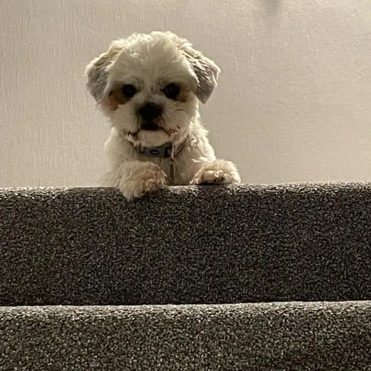 Shorkie