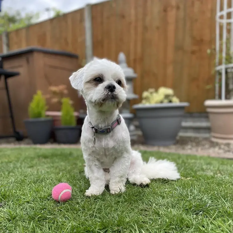 Shorkie