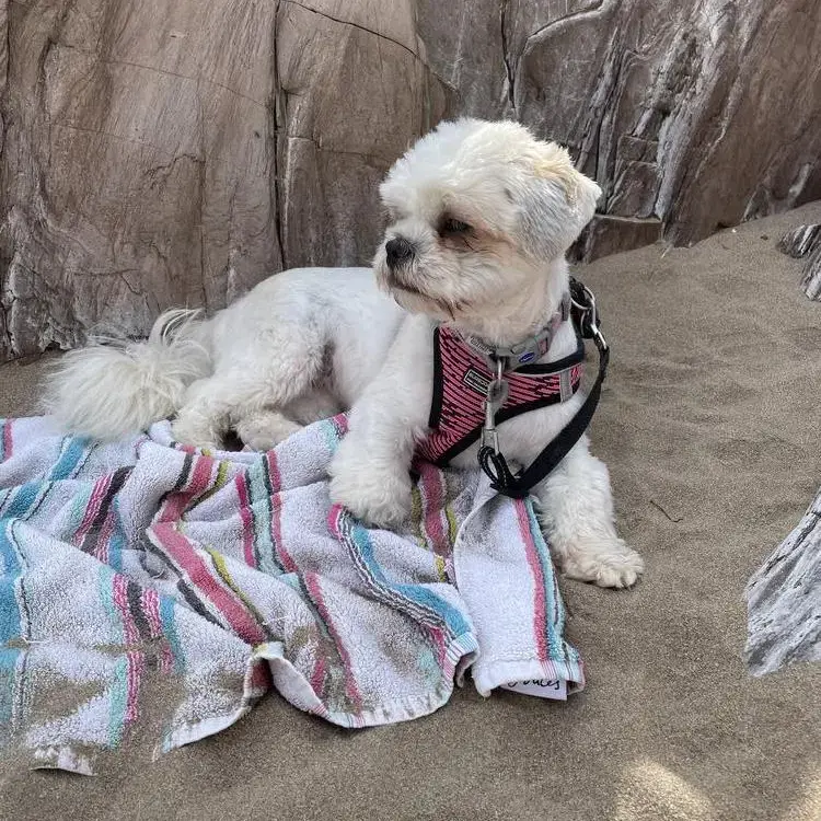 Shorkie