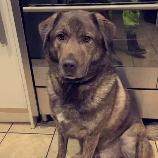 Labrador Retriever