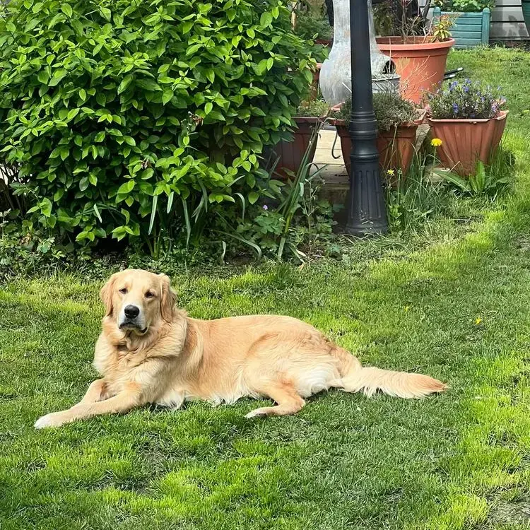 Golden Retriever