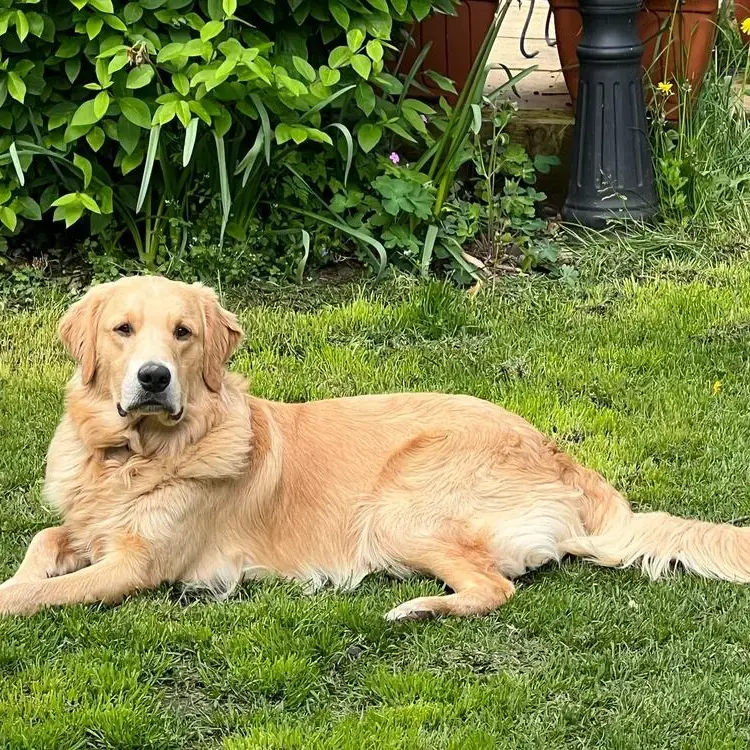 Golden Retriever
