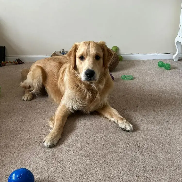 Golden Retriever