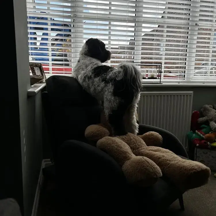 Tibetan Terrier