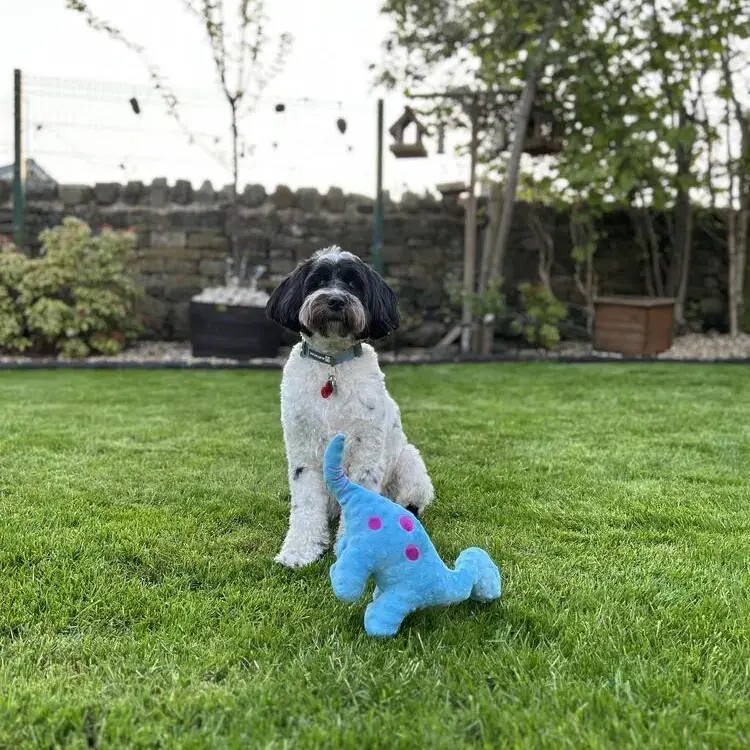 Tibetan Terrier