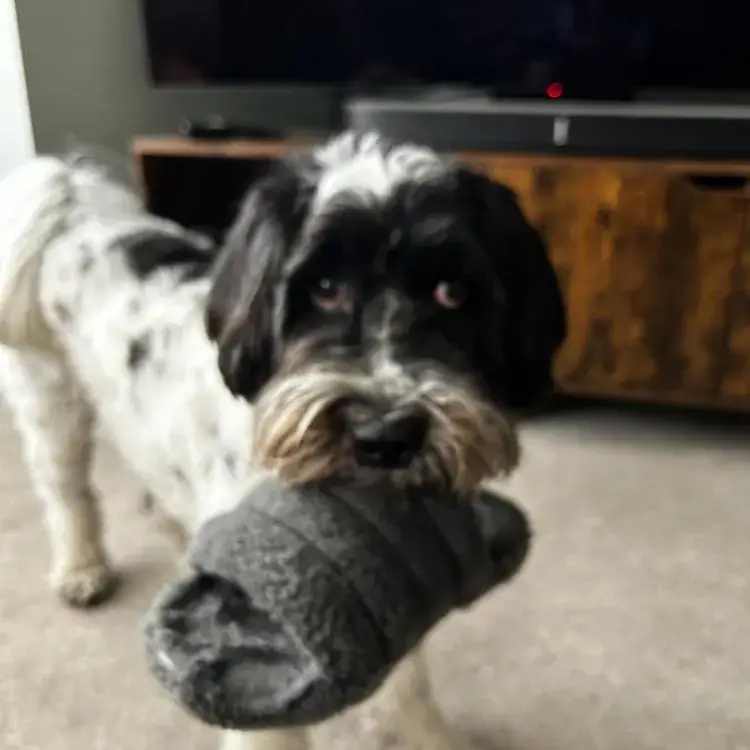 Tibetan Terrier