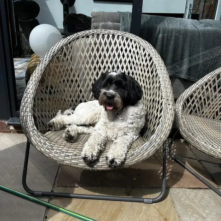 Tibetan Terrier