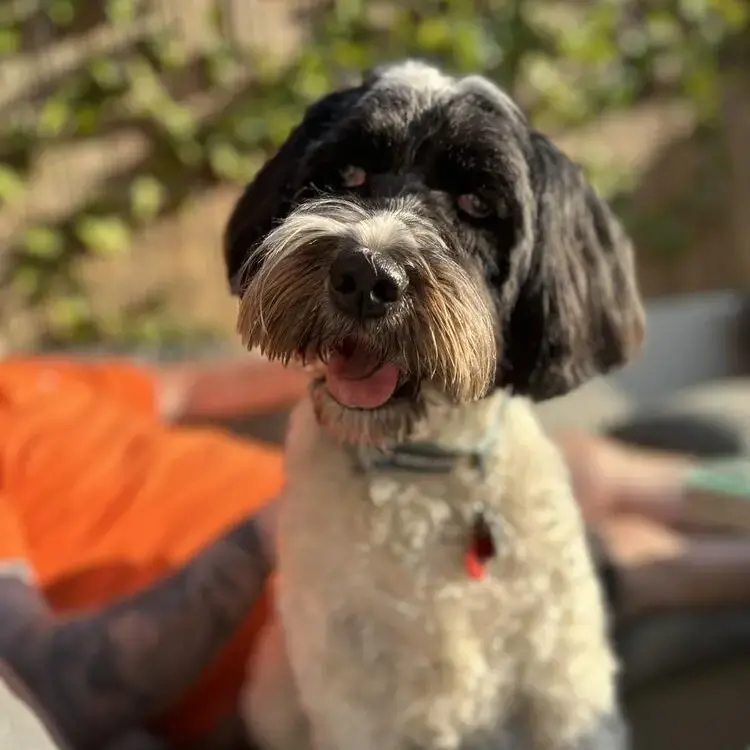 Tibetan Terrier