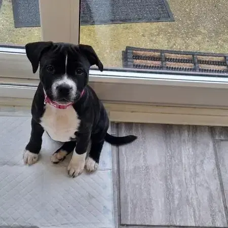 Staffordshire Bull Terrier