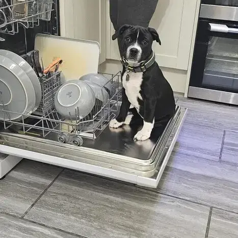 Staffordshire Bull Terrier