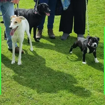 Staffordshire Bull Terrier