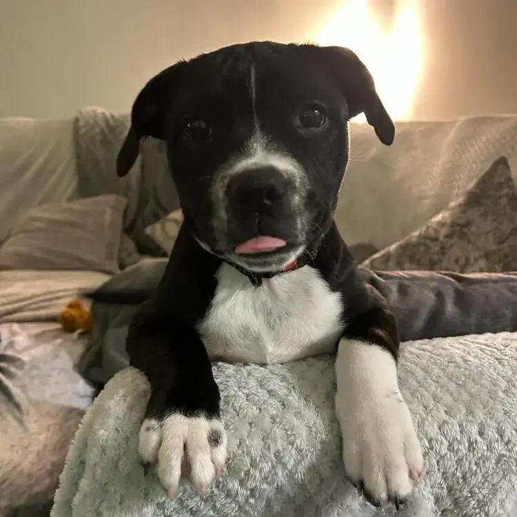 Staffordshire Bull Terrier