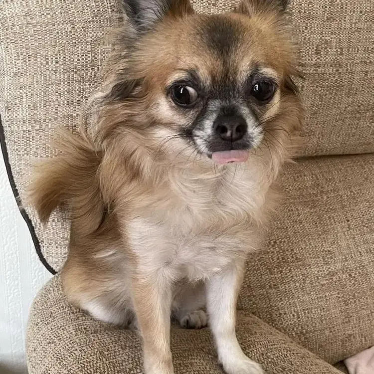 Chihuahua (Long Coat)