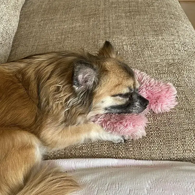 Chihuahua (Long Coat)