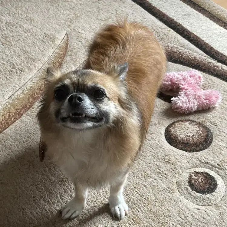 Chihuahua (Long Coat)